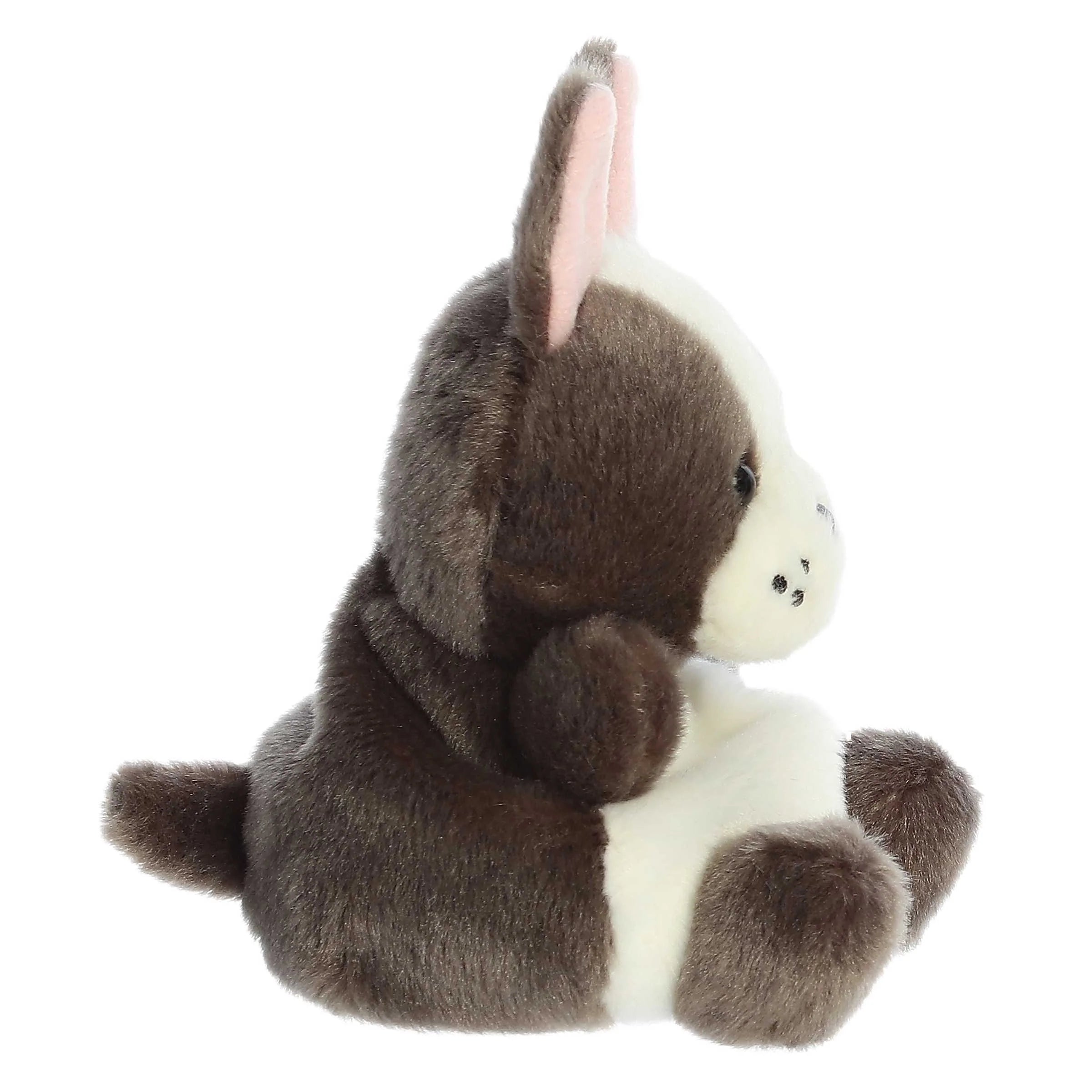 Beau French Bulldog (Small)