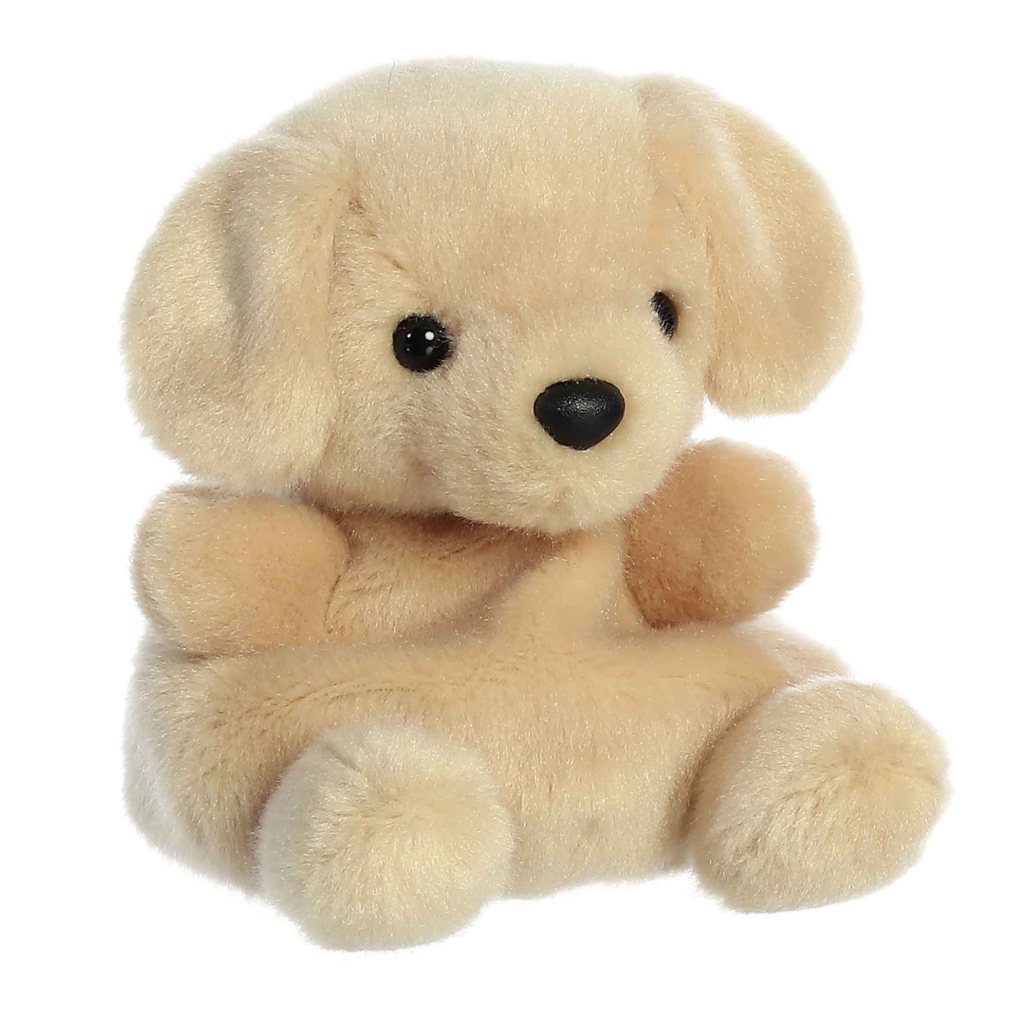 Sunny Lab (Small)