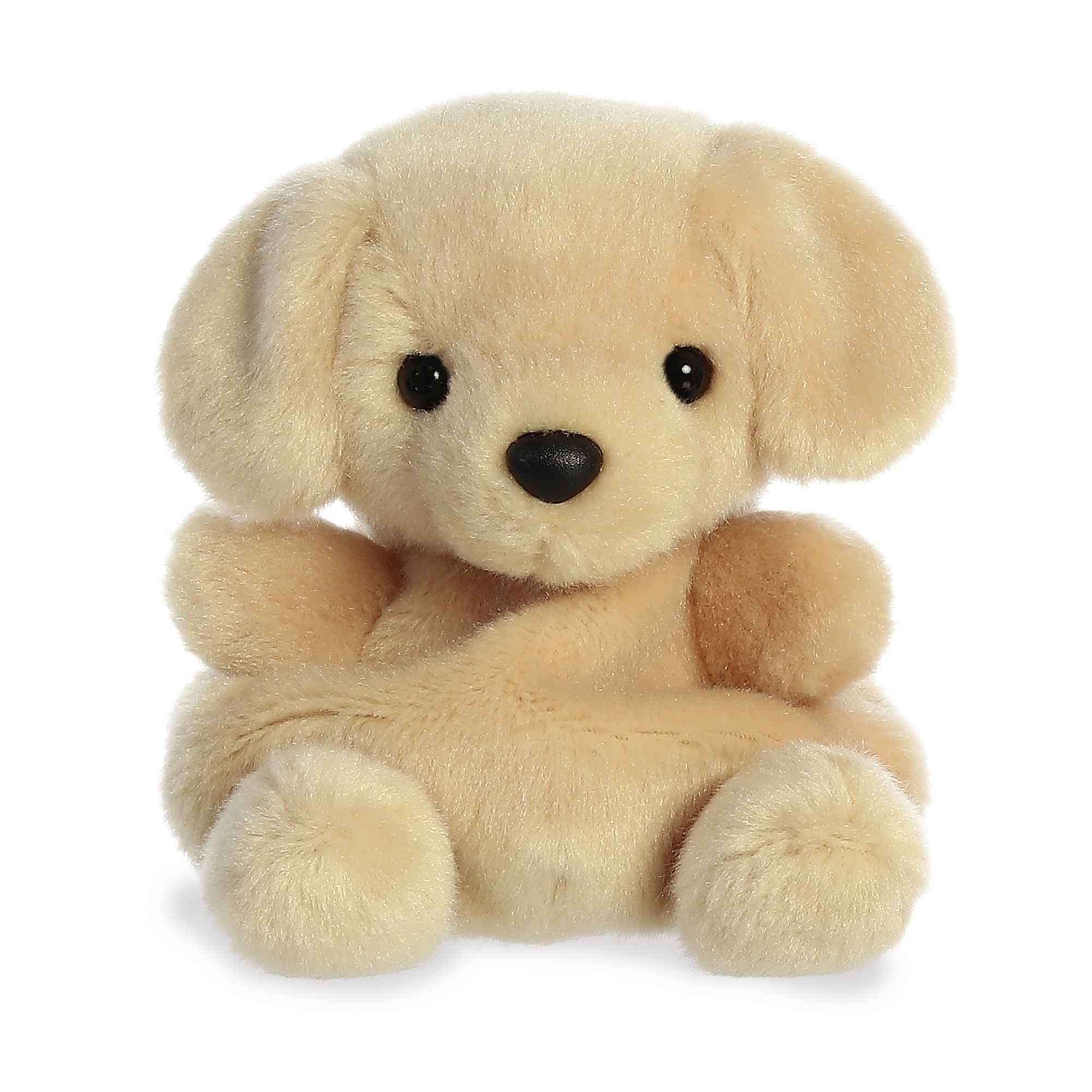 Sunny Lab (Small)