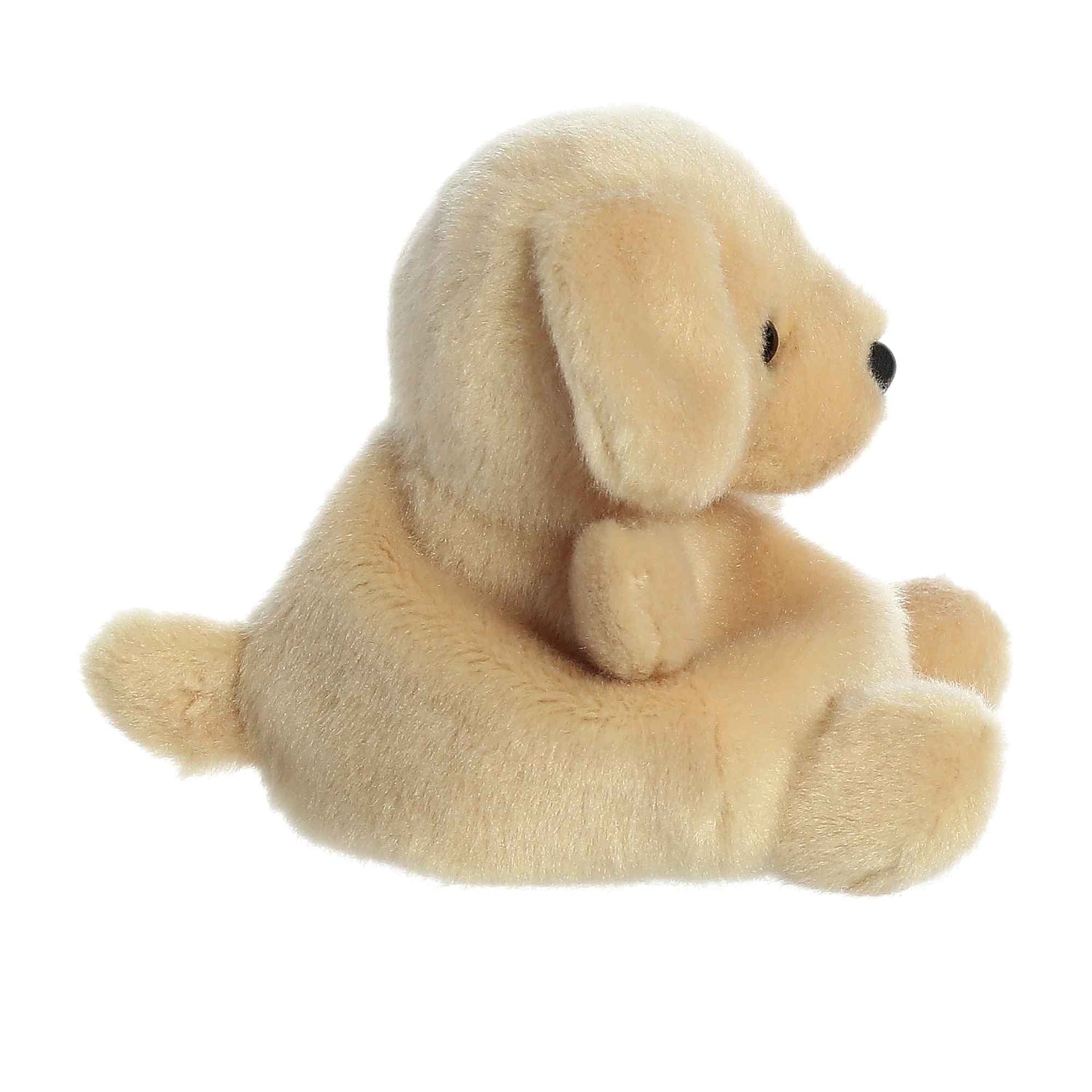 Sunny Lab (Small)